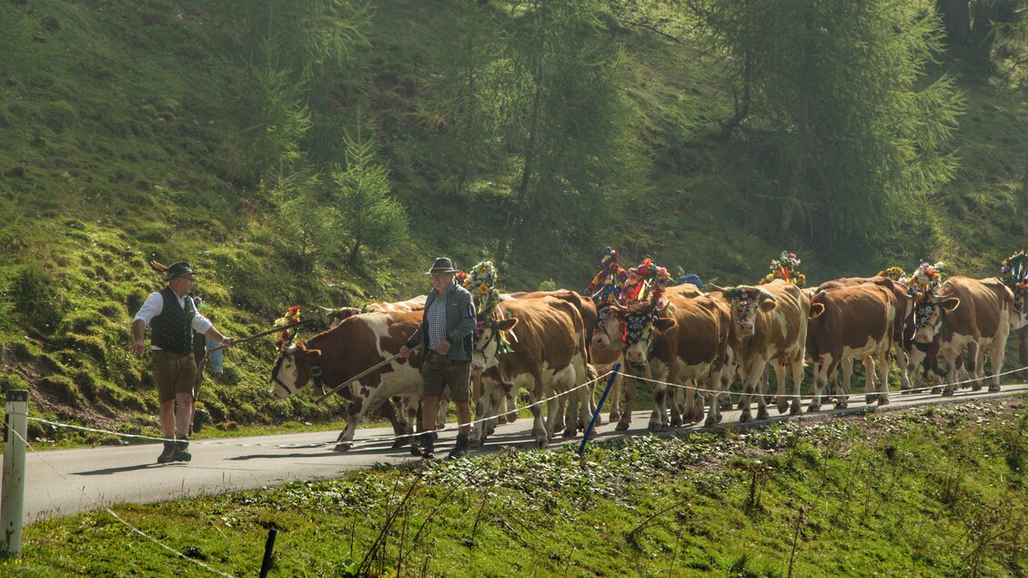 Eine Gruppe von Kühen zieht mit einem Bauern auf einem Weg vorbei. Die Kühe tragen bunte Blumenkränze und die Umgebung ist grün und bewaldet. | © Marlene Eggmayr