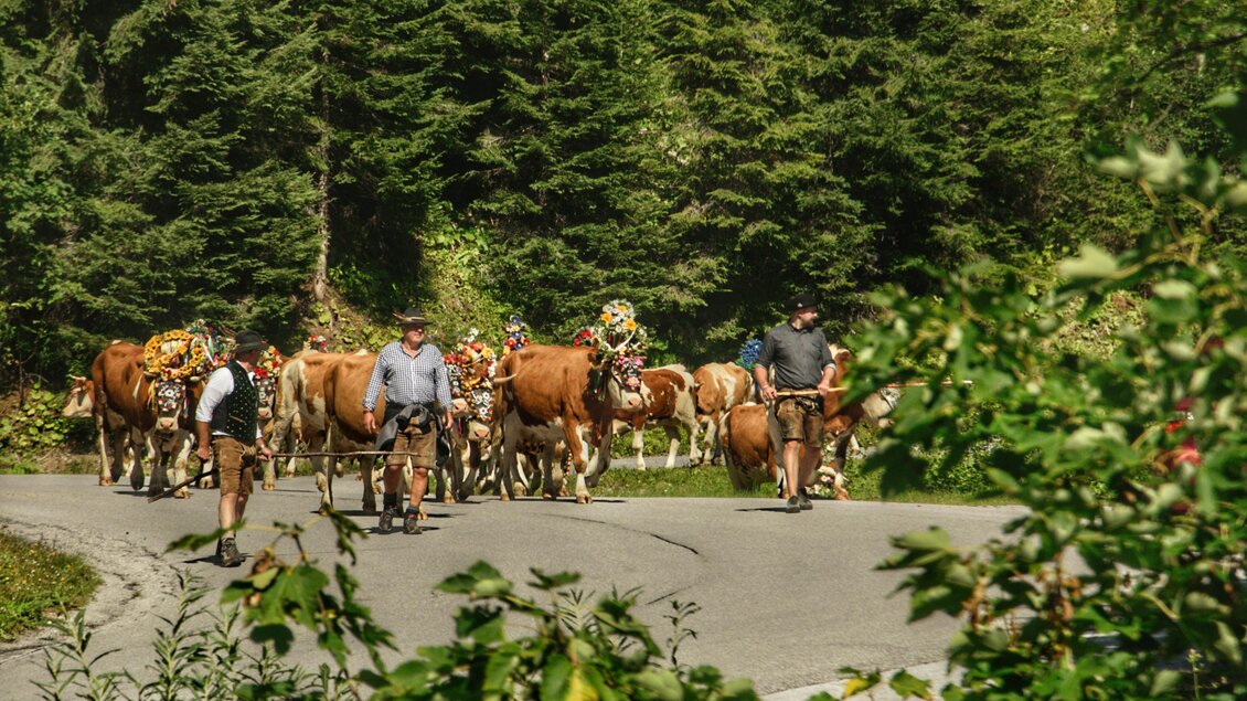 Eine Gruppe Kühe auf einer Straße, begleitet von mehreren Landwirten. Eine grüne Waldlandschaft umgibt die Szene. | © Marlene Eggmayr