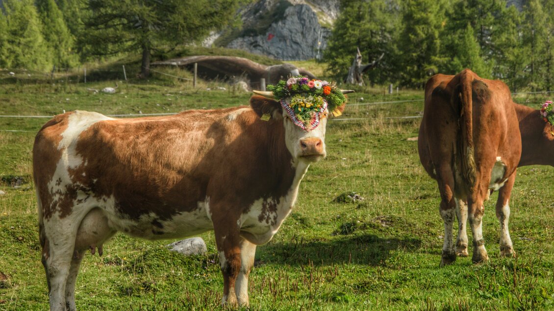 Eine Kuh mit einem bunten Blumenkranz steht auf einer grünen Wiese. Im Hintergrund sind weitere Kühe und Bäume zu sehen, die eine ländliche Landschaft darstellen. | © Marlene Eggmayr