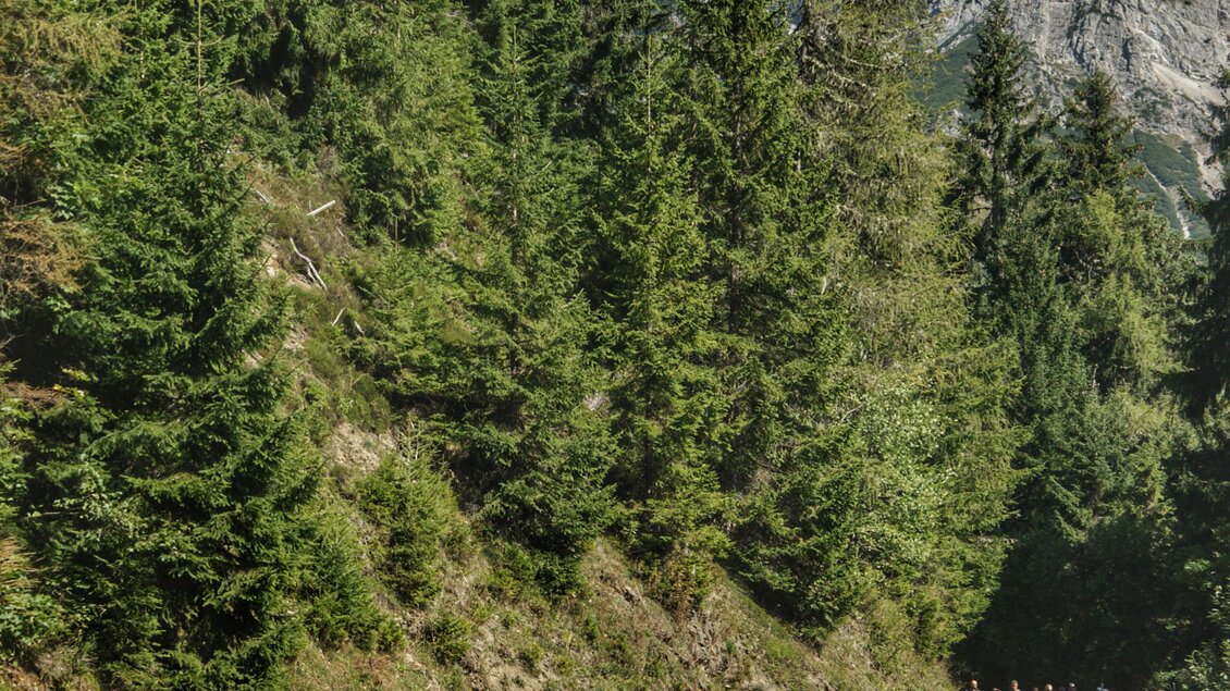 Eine Gruppe von Kühen zieht einen Weg entlang, begleitet von Menschen in traditioneller Kleidung. Im Hintergrund sind Berge und dichte Wälder zu sehen. | © Marlene Eggmayr