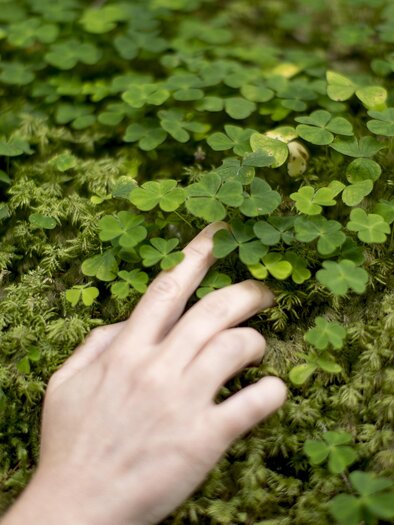 A hand touches green moss and clover leaves. The scene conveys a sense of connection to nature.