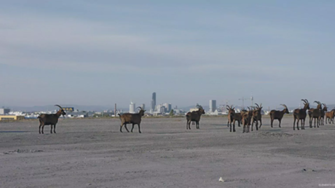 Eine Gruppe von Steinböcken in einer kargen Landschaft vor urbaner Stadtkulisse – eine eindrucksvolle Szene aus **„Elements of(f) Balance“**.

 | © Othmar Schmiderer/Jörg Burger