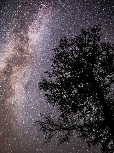 A clear night sky with many shining stars. In the foreground, a dark tree is silhouetted.