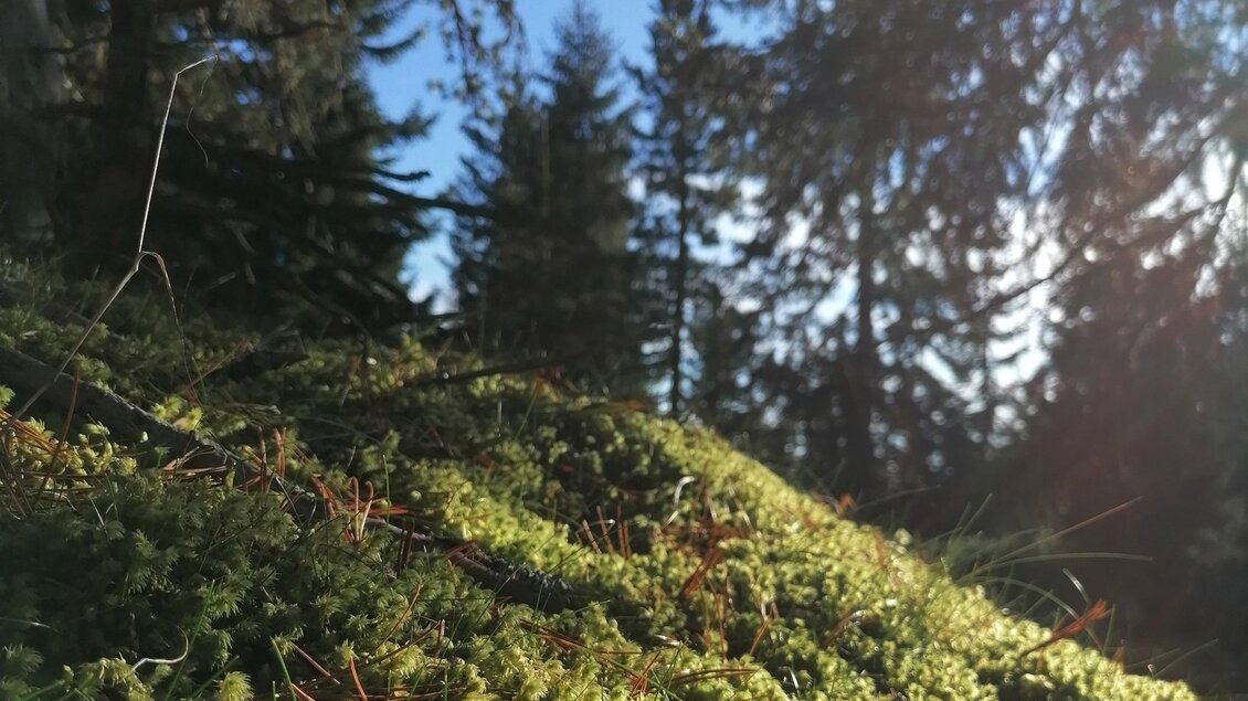 Eine moosbedeckte Fläche im Wald, umgeben von hohen Bäumen. Der Himmel ist klar und die Sonne scheint durch die Äste.