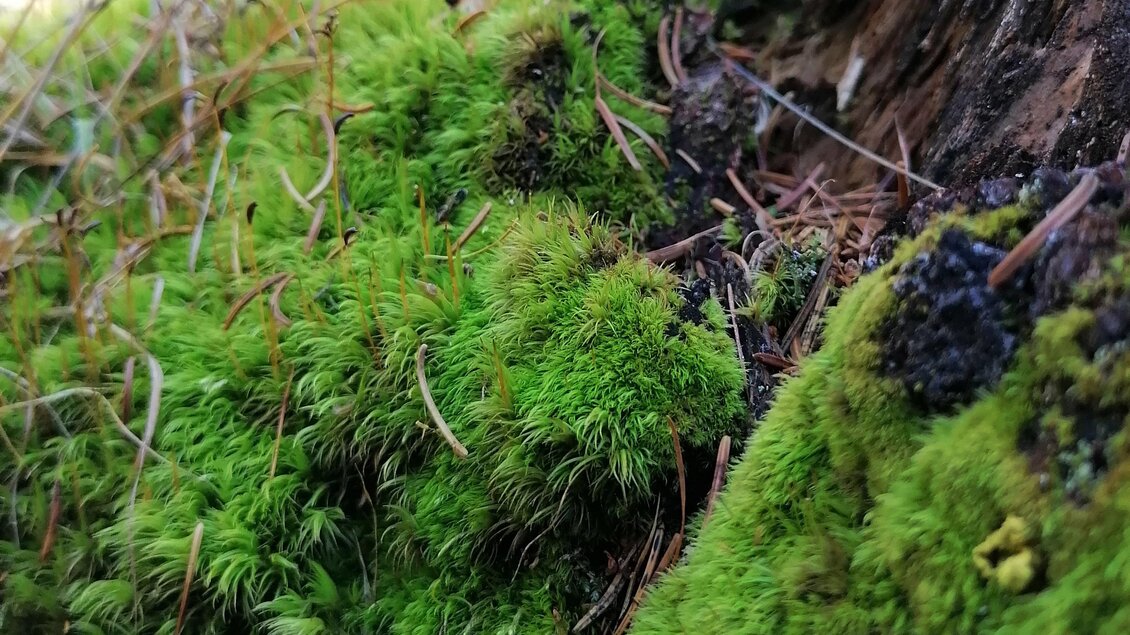 Ein grünes Moos bedeckt den Boden in einem Wald. Kleine Zweige und Erdklumpen sind sichtbar.
