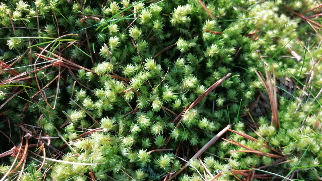 Ein dichtes Moos mit kleinen, grünen Pflanzen. Einige trockene Nadeln liegen verstreut auf der Oberfläche.