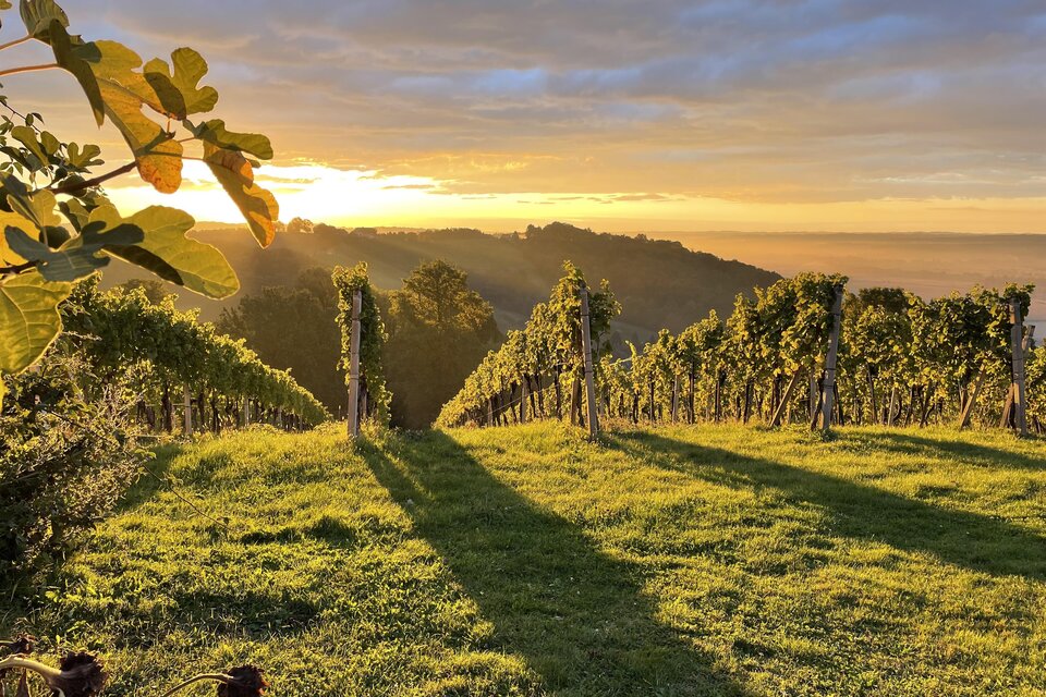 Ein malerischer Weinberg mit sanften Hügeln und goldenem Sonnenlicht im Hintergrund. Die Schatten der Pflanzen zeichnen sich schön auf dem Grün ab. | © Kürbishof Koller