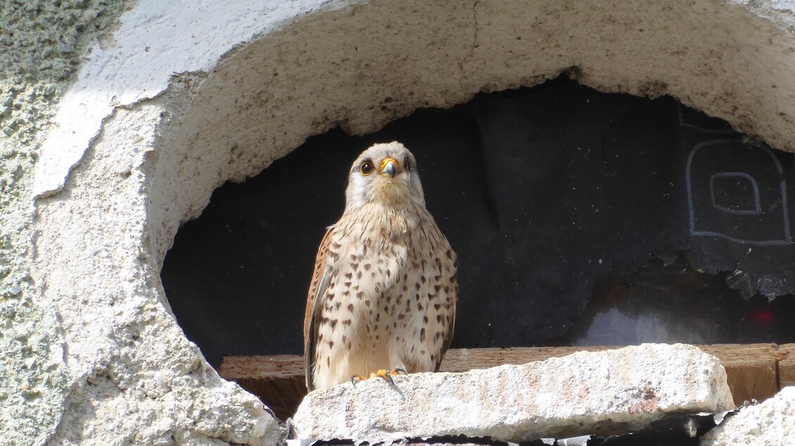 Ein schöner Falke sitzt in einer Maueröffnung. Der Vogel hat ein geflecktes Gefieder und blickt aufmerksam in die Umgebung. | © Payandeh