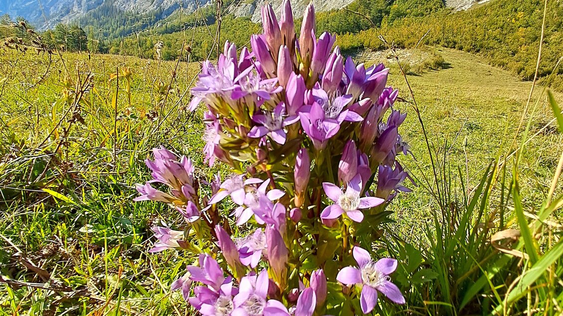 Eine Gruppe von lila Blumen blüht auf einer grünen Wiese. Im Hintergrund sind beeindruckende Berge und ein blauer Himmel zu sehen. | © Payandeh