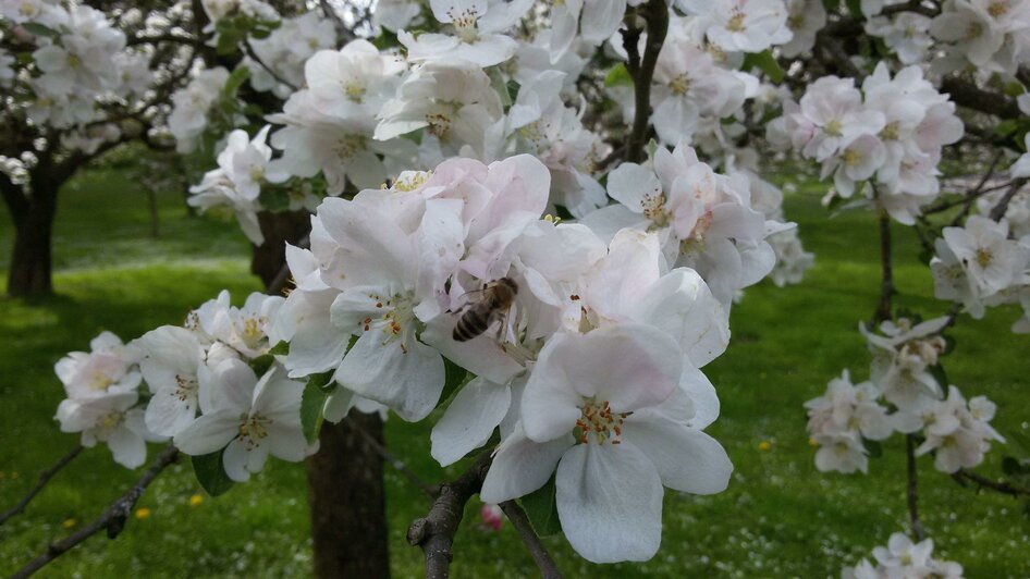 Frühling Apfelblüte | © TV Südsteiermark - Irene Löschnig