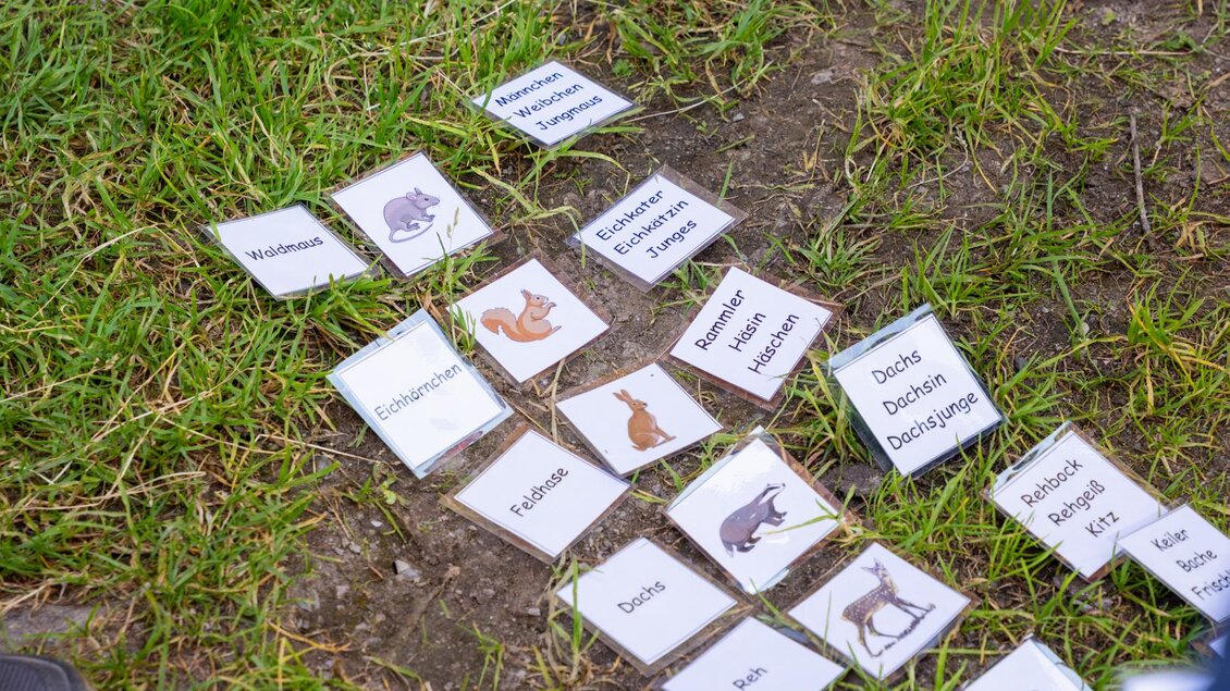 Auf dem Bild sind Karten mit verschiedenen Tieren und deren Namen im Gras ausgelegt. Zwei Füße sind im Vordergrund sichtbar, während die Karten auf dem Boden liegen. | © TVB/Laura Passenbrunner