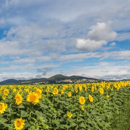 A sunny field with bright sunflowers stretches along a road. The sky is clear and blue with some clouds.
