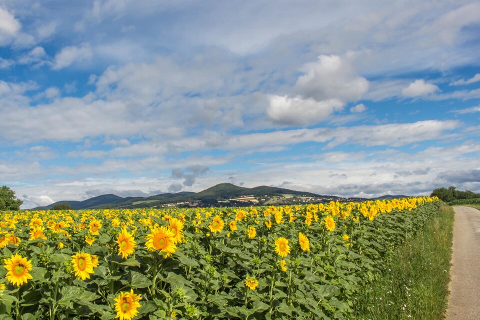 Ein sonniges Feld mit leuchtenden Sonnenblumen erstreckt sich entlang einer Straße. Der Himmel ist klar und blau mit einigen Wolken.
