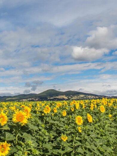 sunflowers | Ingrid Jansky