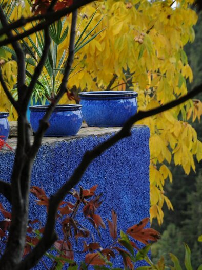 Ein blauer Wandregal, das mit Pflanzen in Töpfen dekoriert ist, umgeben von buntem Laub. Die Farben der Blätter reichen von Gelb bis Rot und bieten einen schönen Kontrast. | © Sulamith Garten