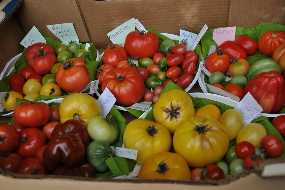 Eine Auswahl bunter Tomaten in verschiedenen Farben und Größen. Sie sind in Schalen mit grünen Blättern arrangiert. | © Ortner Marlies