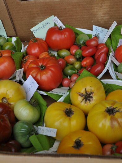 A selection of colorful tomatoes in various colors and sizes. They are arranged in bowls with green leaves. | © Ortner Marlies