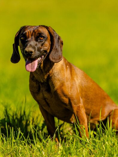 Hund-Murtal-Steiermark | © Wolfgang Speckner