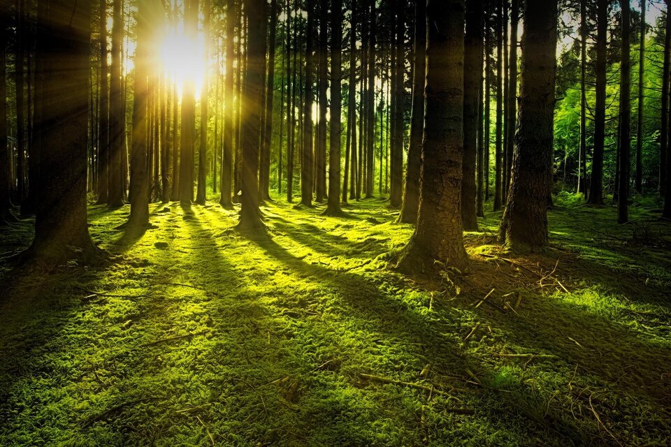 Ein lichtdurchfluteter Wald mit hohen Bäumen. Die Sonnenstrahlen fallen auf den moosbedeckten Boden und erzeugen schöne Schatten. | © Pixabay
