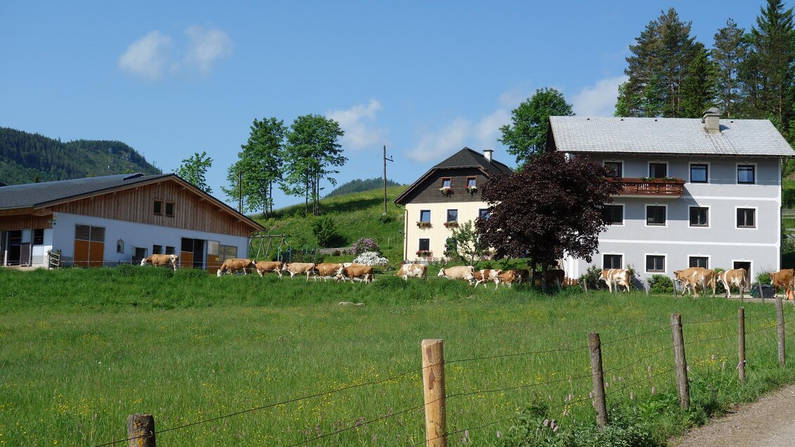 Ein malerischer Bauernhof mit zwei Gebäuden inmitten einer grünen Wiese. Die sanfte Hügellandschaft und der blaue Himmel schaffen eine ruhige Atmosphäre. | © Fam. Eder