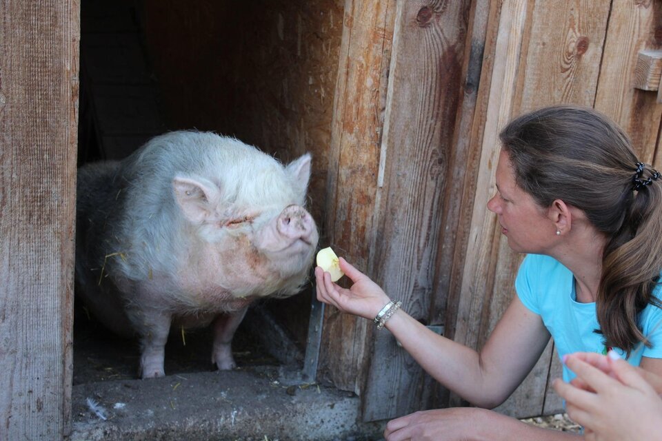 Eine Person füttert ein Schwein mit einem Stück Obst. Das Schwein steht in einem Stall und sieht freundlich aus. | © Fam. Eder