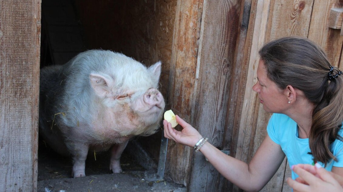 Eine Person füttert ein Schwein mit einem Stück Obst. Das Schwein steht in einem Stall und sieht freundlich aus. | © Fam. Eder