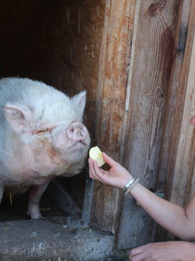 Eine Person füttert ein Schwein mit einem Stück Obst. Das Schwein steht in einem Stall und sieht freundlich aus. | © Fam. Eder