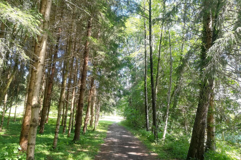 Ein schmaler Weg durch einen grünen Wald mit hohen Bäumen. Das Sonnenlicht fällt sanft auf den Weg und die Umgebung ist ruhig und friedlich. | © TV Südsteiermark - Irene Löschnig