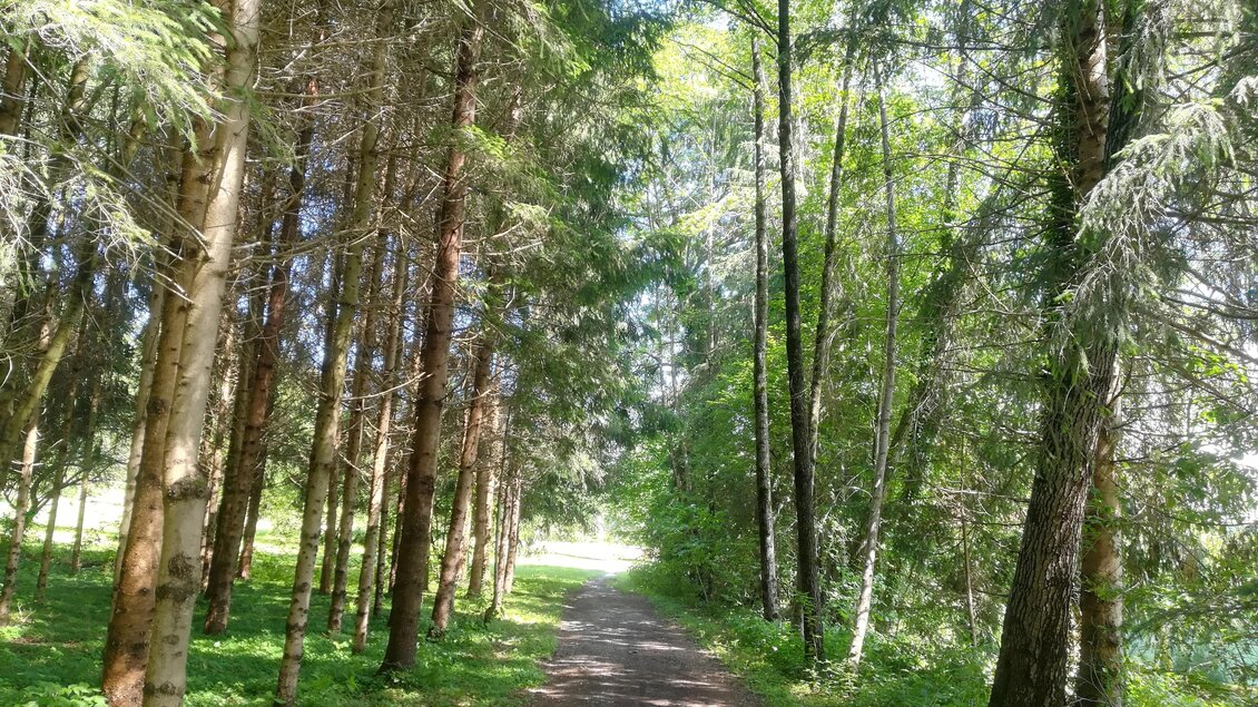 Ein schmaler Weg durch einen grünen Wald mit hohen Bäumen. Das Sonnenlicht fällt sanft auf den Weg und die Umgebung ist ruhig und friedlich. | © TV Südsteiermark - Irene Löschnig