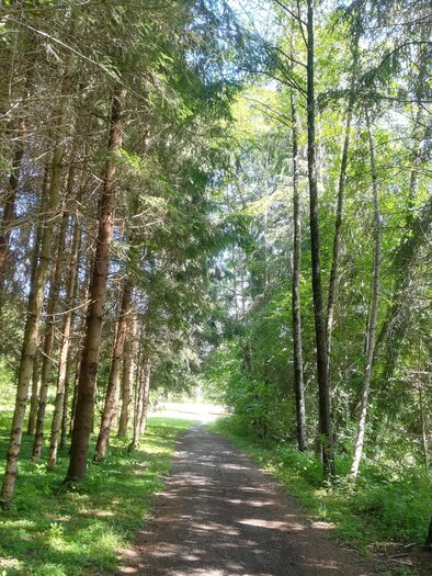 Ein schmaler Weg durch einen grünen Wald mit hohen Bäumen. Das Sonnenlicht fällt sanft auf den Weg und die Umgebung ist ruhig und friedlich. | © TV Südsteiermark - Irene Löschnig