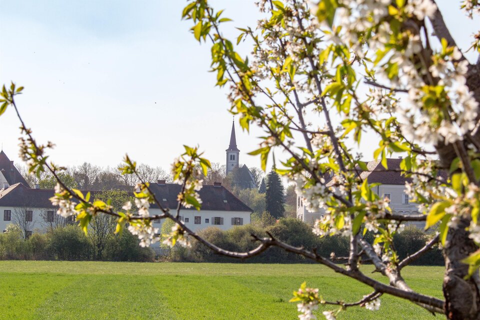 Ein malerisches Landschaftsbild mit blühenden Bäumen und einer grünen Wiese. Im Hintergrund ist ein Kirchturm zu sehen. | © Sandra Brünner