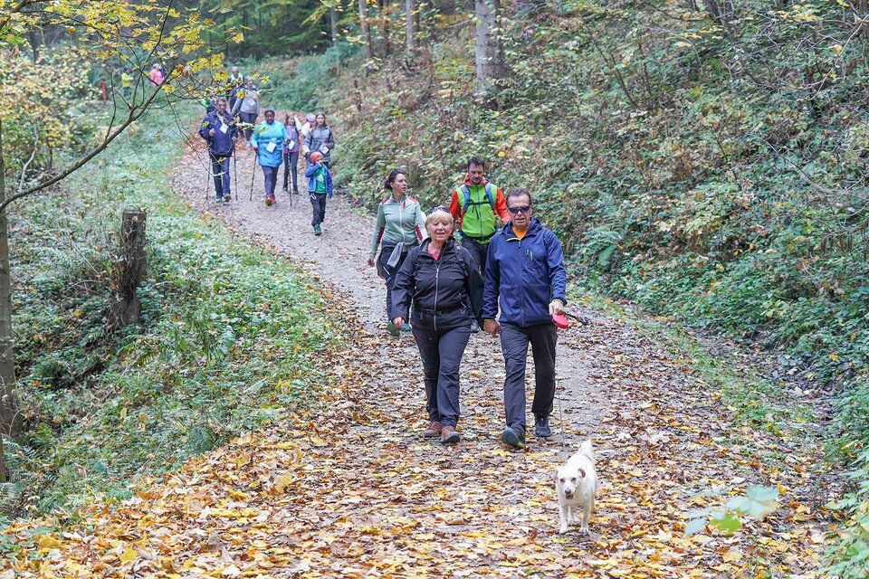 Eine Gruppe von Menschen wandert auf einem Weg durch einen herbstlichen Wald. Einige Personen haben Hunde dabei und es liegt Laub auf dem Boden. | ©  Pressberger