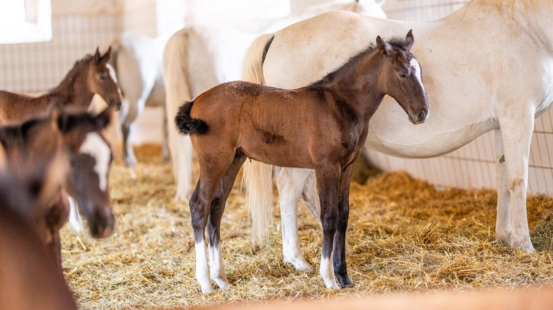 Ein Fohlen steht in einem Stall zwischen anderen Pferden. Der Boden ist mit Stroh bedeckt und die Wände sind hell. | © Lipizzanerheimat | Die Abbilderei