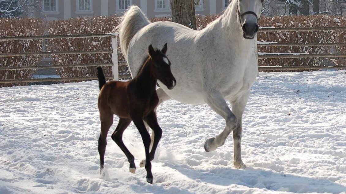 Ein graues Pferd läuft fröhlich durch den Schnee, gefolgt von einem kleinen, braunen Fohlen. Die Szene ist friedlich und winterlich mit Schnee und Bäumen im Hintergrund. | © SRS