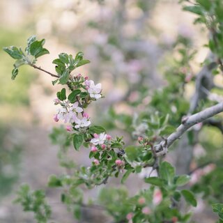 Apple blossom_Eastern Styria  | © Oststeiermark Tourismus