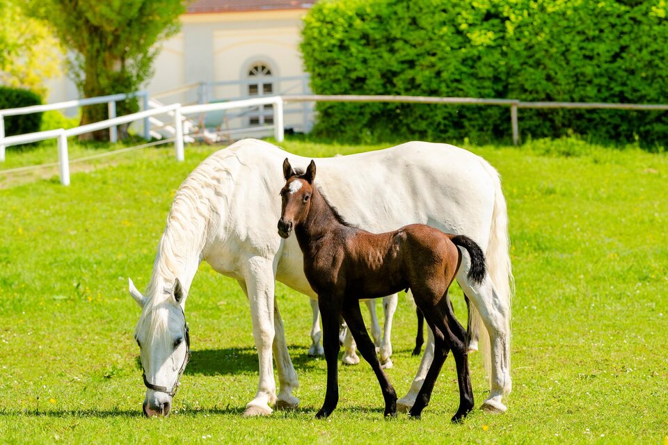 Weiße Lipizzanerstute mit schwarzem Fohlen auf der Weide vor dem Schloß Piber in Köflach.  | © Region Graz-Mias Photoart