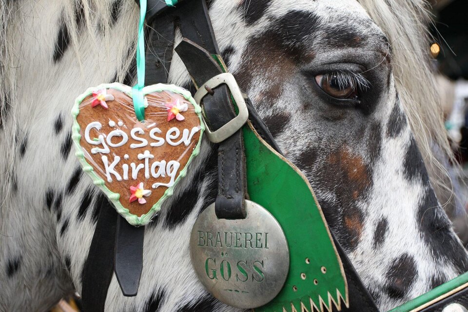 Ein geflecktes Pferd trägt ein Herz aus Lebkuchen mit der Aufschrift "Gösser Kirchtag". Das Pferd hat eine grüne Zaumleine und eine silberne Medaille. | ©  Foto Freisinger