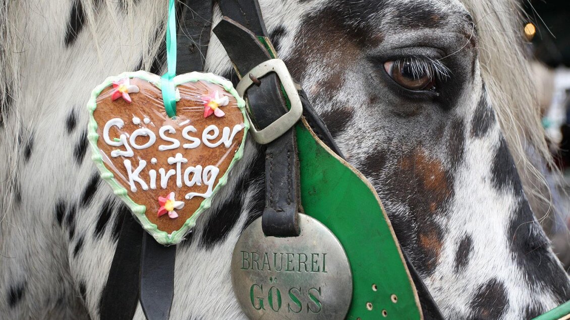 Ein geflecktes Pferd trägt ein Herz aus Lebkuchen mit der Aufschrift "Gösser Kirchtag". Das Pferd hat eine grüne Zaumleine und eine silberne Medaille. | ©  Foto Freisinger