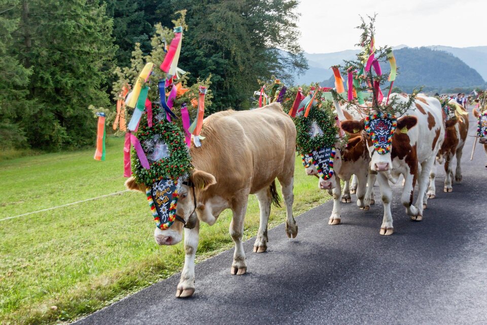Eine Gruppe dekorierter Kühe zieht auf einem Weg vorbei. Die Kühe tragen bunte Kränze und Bänder, um ihre Schönheit zu zeigen. | © Pixabay