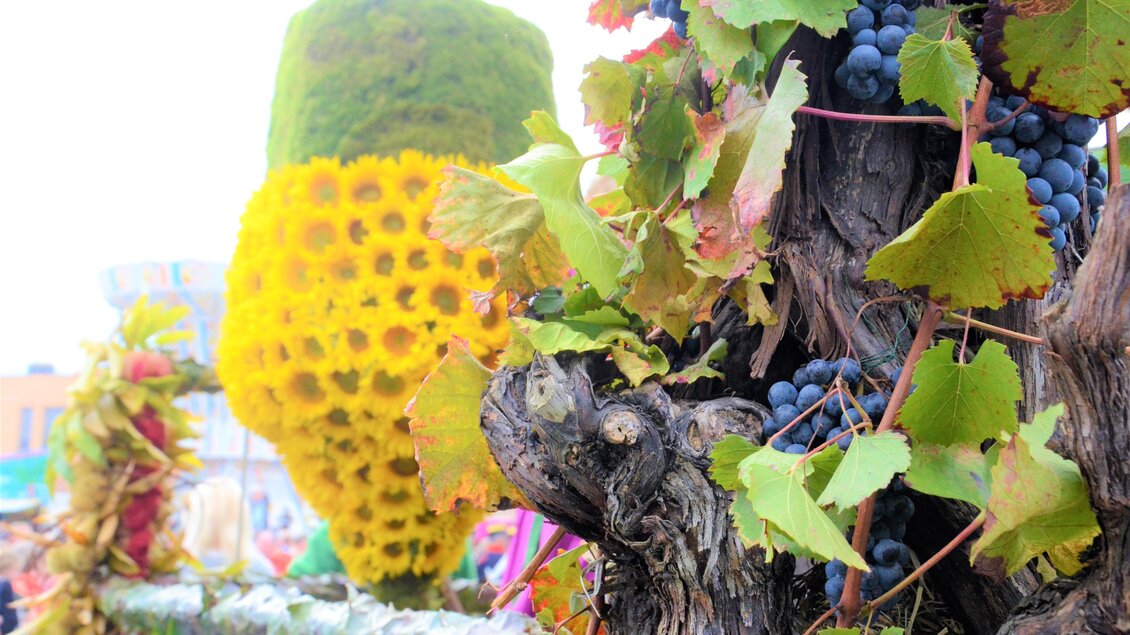 Ein farbenfrohes Arrangement mit einer gelben Blumenskulptur und Trauben an einem Weinrebenstamm. Im Hintergrund sind weitere dekorative Elemente sichtbar, die die festliche Atmosphäre unterstreichen. | © IG Tourismus Gamlitz