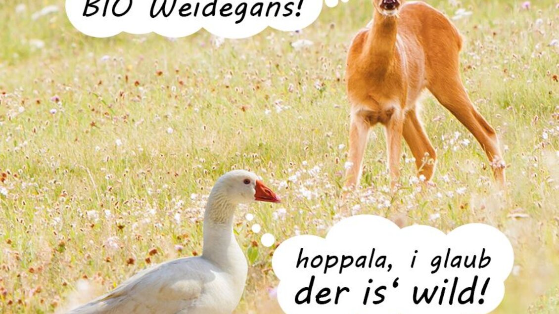 Ein Reh und eine Gans stehen auf einer blühenden Wiese. Beide Tiere scheinen sich zu unterhalten und haben Sprechblasen mit witzigen Kommentaren. | © Gansltage_Oststeiermark