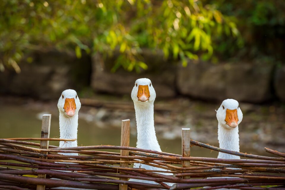 Drei weiße Gänse schauen über einen Zaun. Im Hintergrund sind Bäume und eine ruhige Wasserfläche zu sehen. | © Alte Post - AdobeStock_122532581