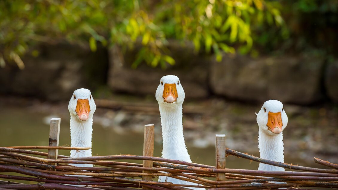 Drei weiße Gänse schauen über einen Zaun. Im Hintergrund sind Bäume und eine ruhige Wasserfläche zu sehen. | © Alte Post - AdobeStock_122532581