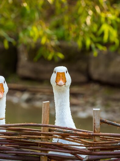 Drei weiße Gänse schauen über einen Zaun. Im Hintergrund sind Bäume und eine ruhige Wasserfläche zu sehen. | © Alte Post - AdobeStock_122532581