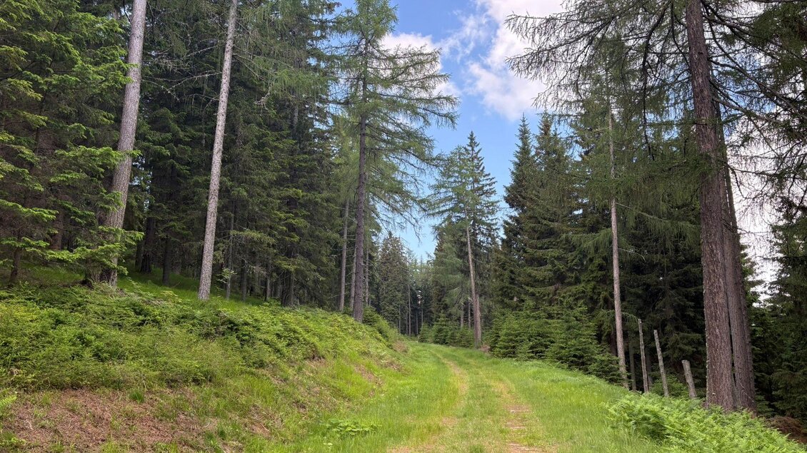 Forstweg durch Nadelwald auf der Wanderung zum Großofen bei Modriach. | © Kohlbacher
