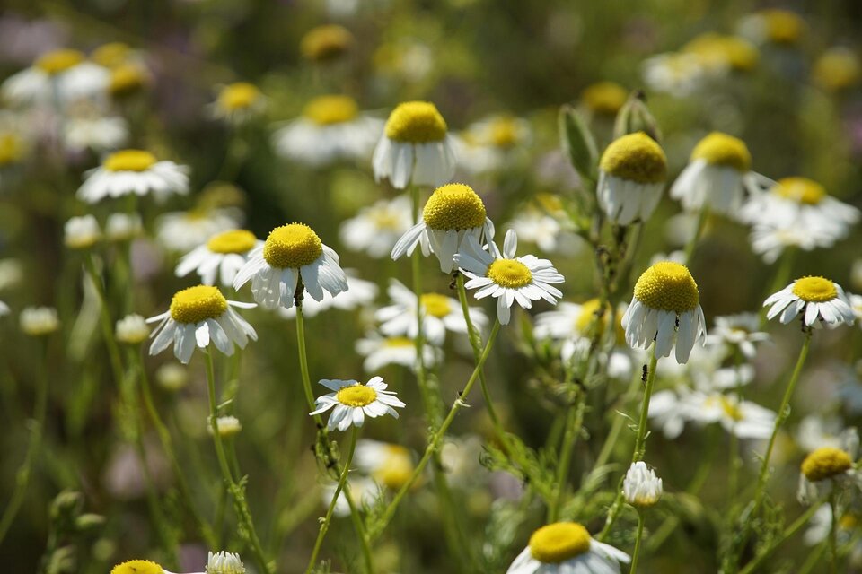 Ein Feld voller Gänseblümchen blüht im warmen Sonnenlicht. Die weißen Blüten und gelben Köpfe schaffen eine fröhliche Atmosphäre. | © Pixabay