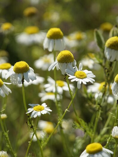A field full of daisies blooms in the warm sunlight. The white flowers and yellow heads create a cheerful atmosphere. | © Pixabay
