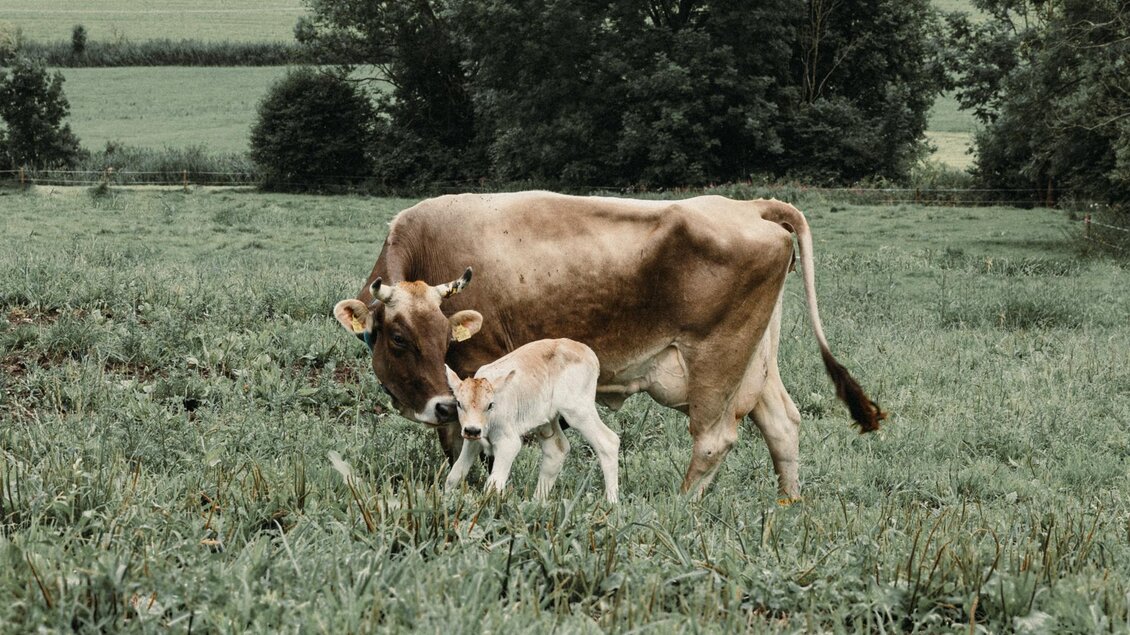 Eine Kuh und ihr Kalb stehen auf einer grünen Wiese. Im Hintergrund sind Bäume und Hügel zu sehen. | © Genussreich Erzberg-Leoben