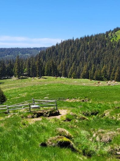 A vast green meadow surrounded by dense forests and gentle hills. In the foreground, there are several wooden buildings. | © Fam. Theussl