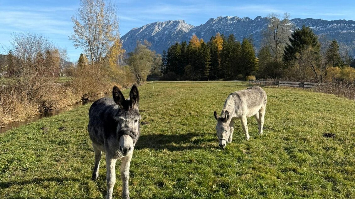 <p>Zwei Esel stehen vor der Eselalm auf einer grünen Wiese in Bad Mitterndorf, im Hintergrund sieht man den hohen Grimming</p> | © Eselalm, Bad Mitterndorf